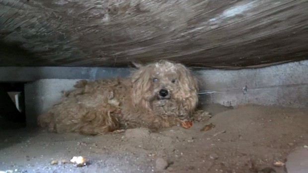 Il salvataggio di Woody, il cane che da un anno aspettava invano il suo padrone