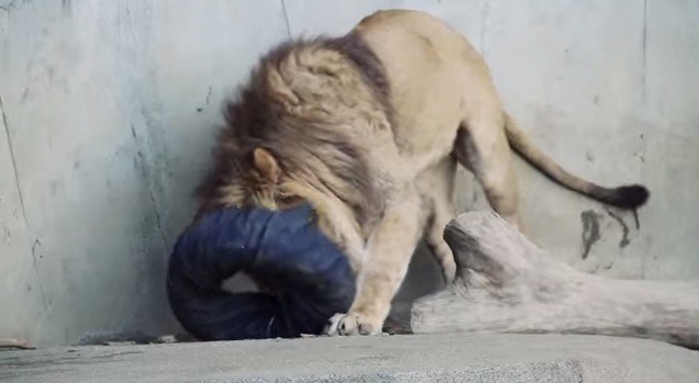 Zoo Jeans