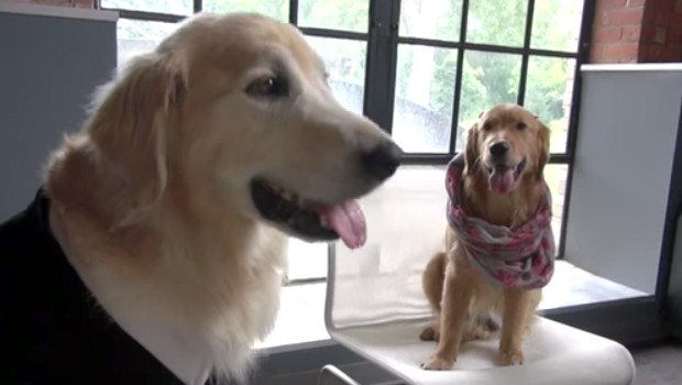 Cinquanta sfumature di grigio: il trailer con i Golden Retriever
