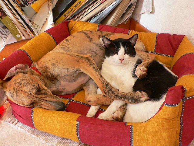 Cane gatto