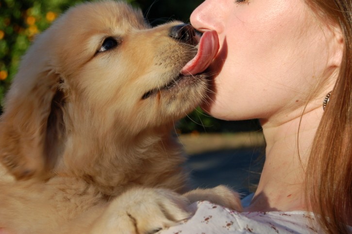 Cane che lecca le mani e il viso del proprietario, perché lo fa?