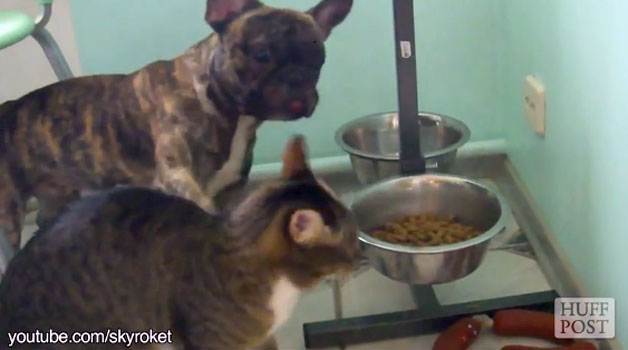 Gatti che rubano la pappa dei cani (video)