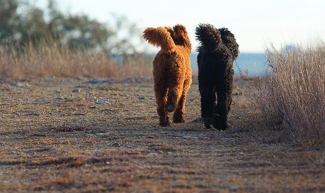 Cani passeggiata