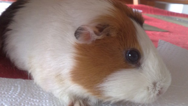 Una cavia