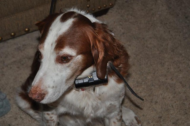 Collari per cani con il Gps