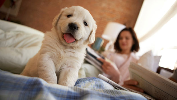 Sette consigli per una casa a prova di cane