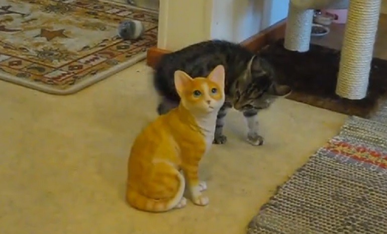 Il gattino tigrato che attacca quello di porcellana