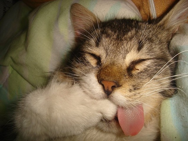 Gatto lingua fuori