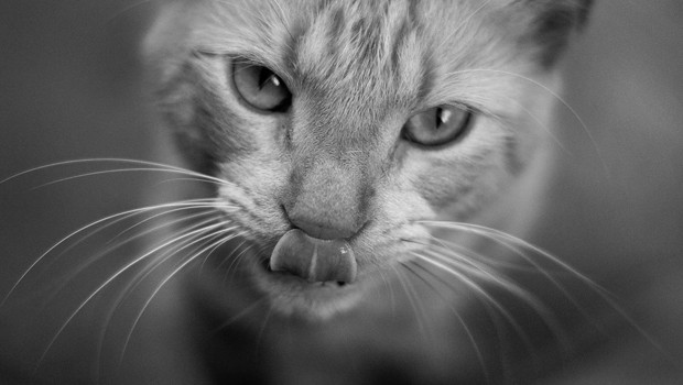 Primo piano di un gatto