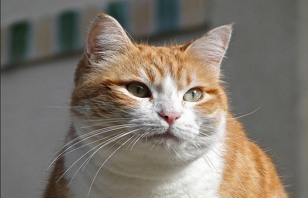 gatto rosso