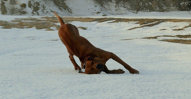 Rhodesian ridgeback