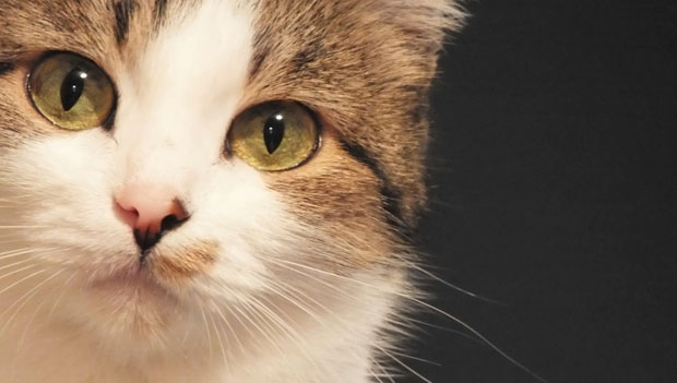 Primo piano di un gatto