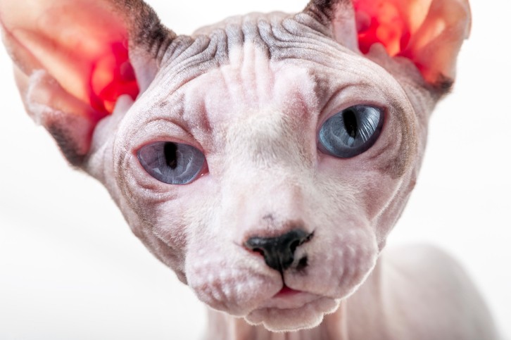 Granpa Rexs Allen, il gatto più vecchio di tutti i tempi