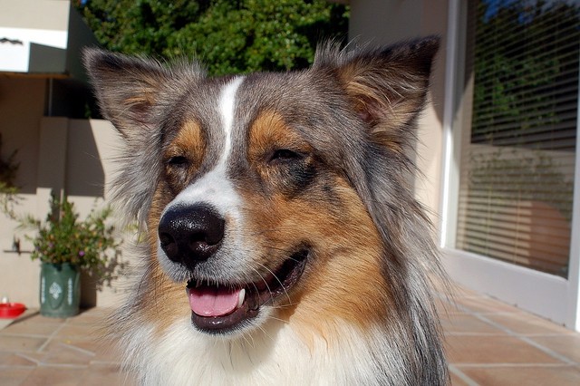 Australian Sheepdog