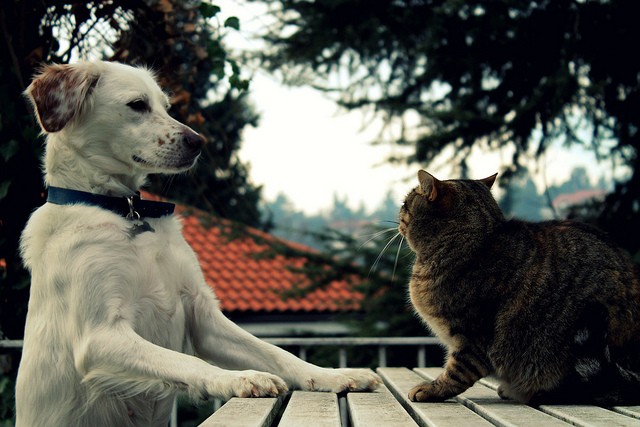 Cane gatto