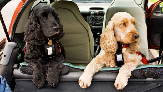 Le migliori protezioni migliori per il trasporto degli animali domestici in auto