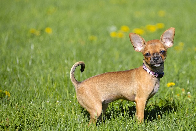 Chihuahua prato