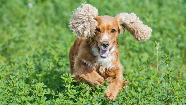 Un cane di razza cocker spaniel