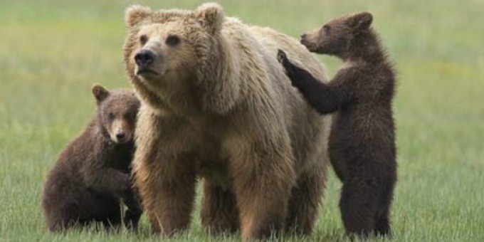 L'orsa Daniza con i cuccioli