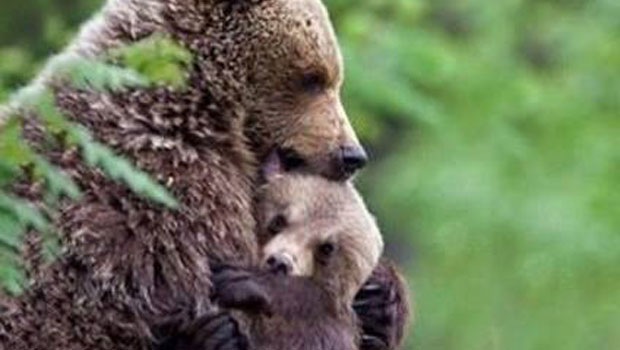 Daniza, storia di un destino già scritto