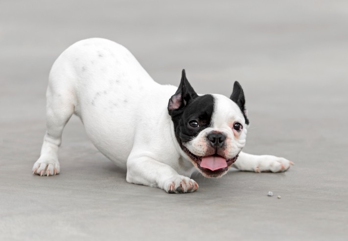Un cane di razza Bouledogue francese (noto anche come Bouledogue français o French Bulldog)