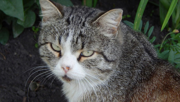 Un gatto enigmatico