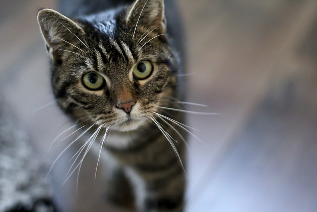 Gatto fa capolino
