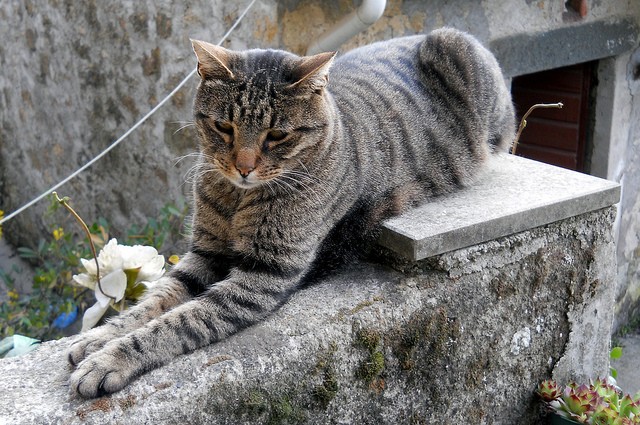 Gatto sfinge