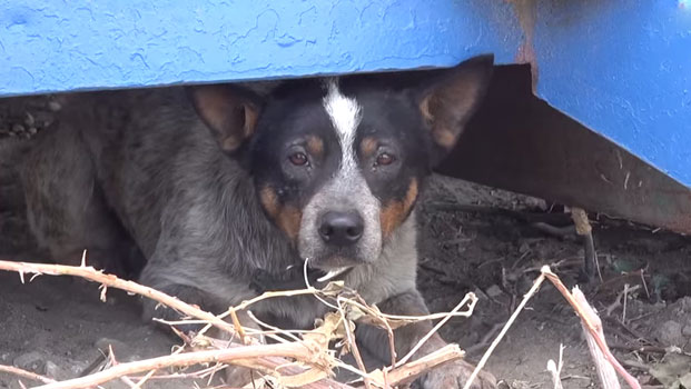 Il cane che da triste diventa giocherellone dopo essere stato salvato dall’abbandono