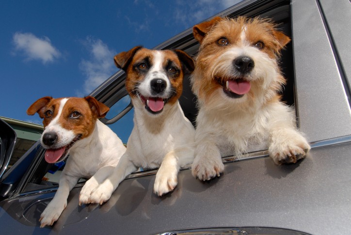 Festa del cane: tre Jack Russell Terrier affacciati al finestro della macchina