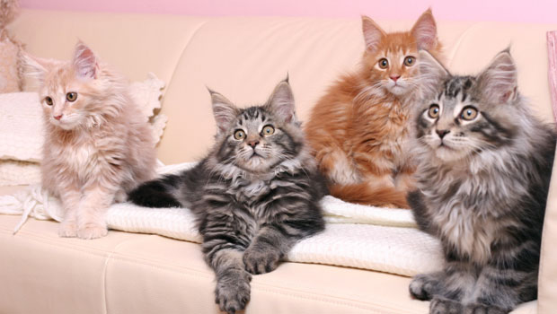 I Maine Coon, i giganti buoni del mondo dei gatti