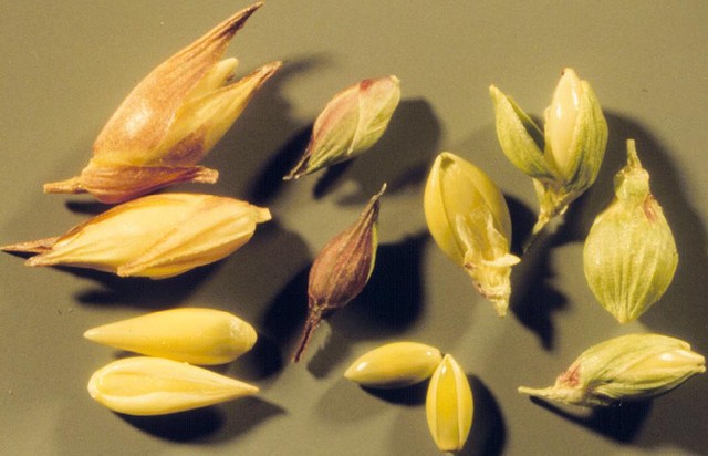 Setaria viridis baraval panicarella