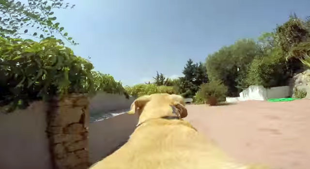 La corsa del labrador felice verso il mare