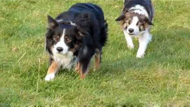Il passo dei Border Collie