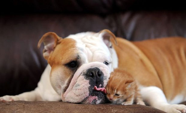 La bulldog che adotta il gattino orfano