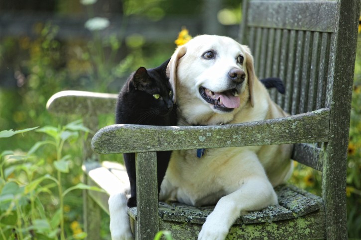 Cani e gatti: in cosa sono simili e in cosa diversi