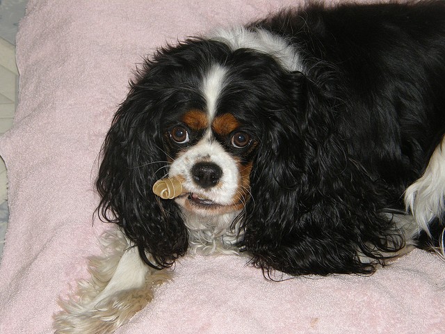 Cavalier King Charles Spaniel