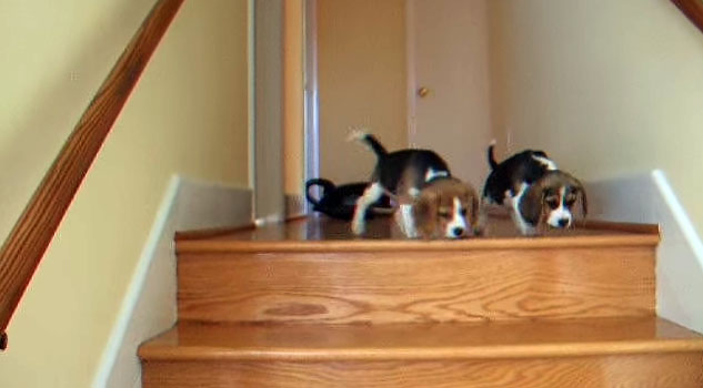 I cuccioli di beagle e le terrificanti scale
