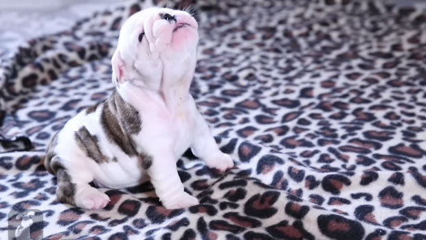 Bulldog cucciolo