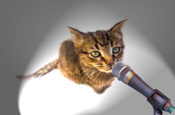 Alcune musiche celebri ispirate ai gatti