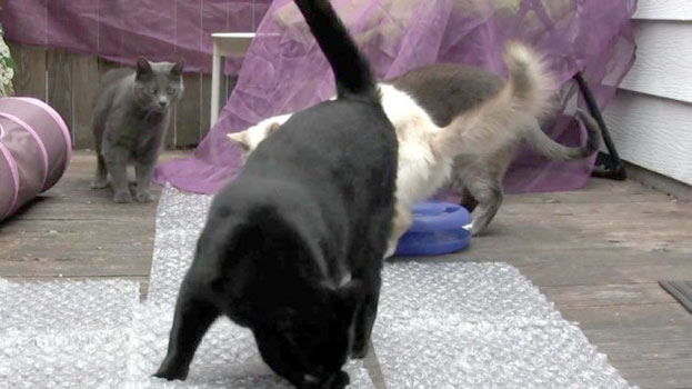 I coraggiosi gatti e i fogli millebolle