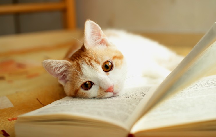 Gatto e libro