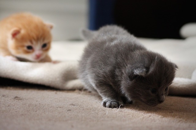 Gattini piccoli