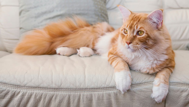 Un gatto arancione
