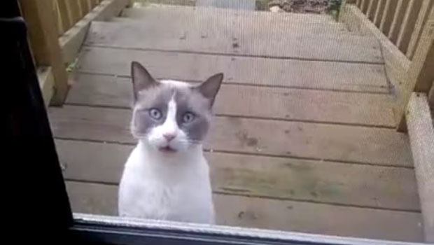 Il gatto chiacchierone