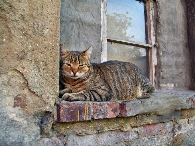Un gatto su un davanzale