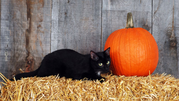 Ad Halloween i gatti neri vanno tenuti sott'occhio