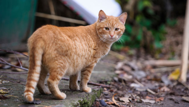 Un gatto rosso