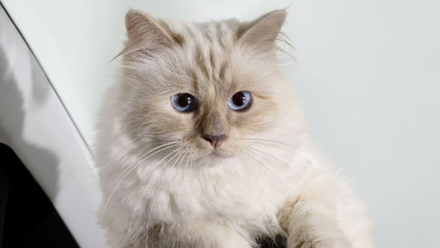 Choupette, la gatta di Karl Lagerfeld, testimonial per un calendario 2015