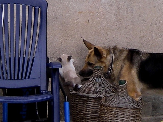 Pastore tedesco siamese